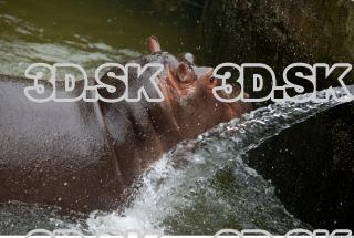 Hippo baby 0045